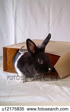 Stock Image - mammal, animal, 
vertebrate, lionhead, 
rabbit, land animal, 
pet. fotosearch 
- search stock 
photos, pictures, 
images, and photo 
clipart