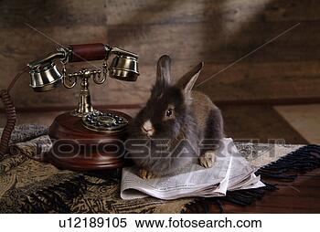 Stock Image - mammal, animal, 
vertebrate, lionhead, 
rabbit, land animal, 
pet. fotosearch 
- search stock 
photos, pictures, 
images, and photo 
clipart