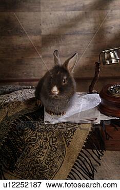 Picture - mammal, animal, 
vertebrate, lionhead, 
rabbit, land animal, 
pet. fotosearch 
- search stock 
photos, pictures, 
images, and photo 
clipart