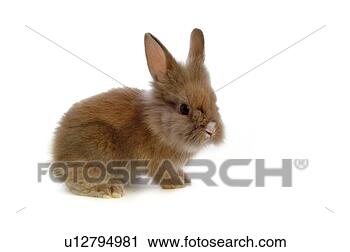 Stock Photography - mammal, animal, 
vertebrate, lionhead, 
rabbit, land animal, 
pet. fotosearch 
- search stock 
photos, pictures, 
images, and photo 
clipart