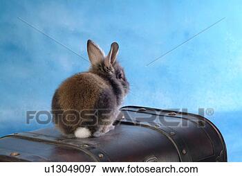 Picture - mammal, animal, 
vertebrate, lionhead, 
rabbit, pet. fotosearch 
- search stock 
photos, pictures, 
images, and photo 
clipart