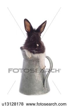 Stock Photo - mammal, animal, 
vertebrate, lionhead, 
rabbit, land animal, 
pet. fotosearch 
- search stock 
photos, pictures, 
images, and photo 
clipart