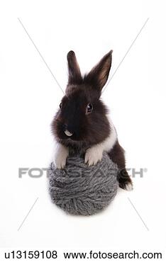 Stock Photo - mammal, animal, 
vertebrate, lionhead, 
rabbit, land animal, 
pet. fotosearch 
- search stock 
photos, pictures, 
images, and photo 
clipart