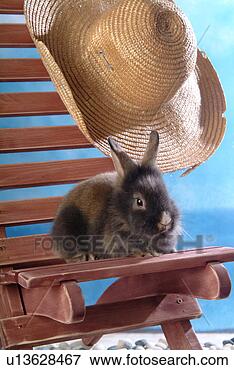 Picture - mammal, animal, 
vertebrate, lionhead, 
rabbit, land animal, 
pet. fotosearch 
- search stock 
photos, pictures, 
images, and photo 
clipart