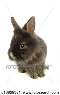 Stock Photography - mammal, animal, 
vertebrate, lionhead, 
rabbit, land animal, 
pet. fotosearch 
- search stock 
photos, pictures, 
images, and photo 
clipart