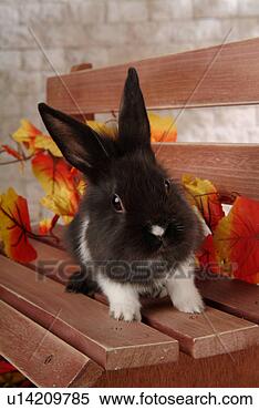 Stock Image - mammal, animal, 
vertebrate, lionhead, 
rabbit, land animal, 
pet. fotosearch 
- search stock 
photos, pictures, 
images, and photo 
clipart