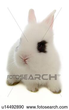 Stock Photography - mammal, animal, 
vertebrate, lionhead, 
rabbit, land animal, 
pet. fotosearch 
- search stock 
photos, pictures, 
images, and photo 
clipart