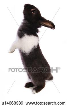 Stock Photograph - mammal, animal, 
vertebrate, lionhead, 
rabbit, pet. fotosearch 
- search stock 
photos, pictures, 
images, and photo 
clipart