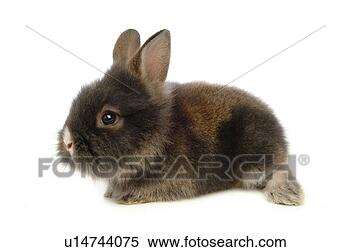 Stock Image - mammal, animal, 
vertebrate, lionhead, 
rabbit, land animal, 
pet. fotosearch 
- search stock 
photos, pictures, 
images, and photo 
clipart