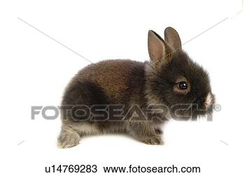 Stock Photo - mammal, animal, 
vertebrate, lionhead, 
rabbit, land animal, 
pet. fotosearch 
- search stock 
photos, pictures, 
images, and photo 
clipart