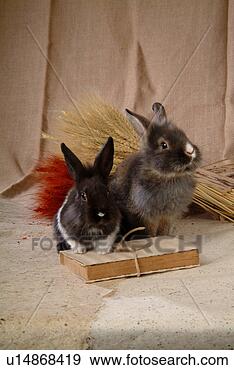 Stock Photograph - mammal, animal, 
vertebrate, lionhead, 
rabbit, land animal, 
pet. fotosearch 
- search stock 
photos, pictures, 
images, and photo 
clipart