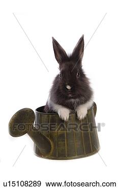 Stock Photograph - mammal, animal, 
vertebrate, lionhead, 
rabbit, pet. fotosearch 
- search stock 
photos, pictures, 
images, and photo 
clipart
