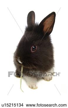 Stock Photo - mammal, animal, 
vertebrate, lionhead, 
rabbit, land animal, 
pet. fotosearch 
- search stock 
photos, pictures, 
images, and photo 
clipart