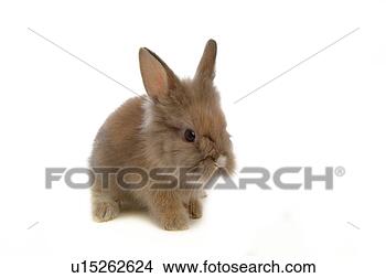 Stock Photo - mammal, animal, 
vertebrate, lionhead, 
rabbit, land animal, 
pet. fotosearch 
- search stock 
photos, pictures, 
images, and photo 
clipart