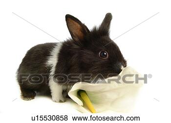 Stock Photo - mammal, animal, 
vertebrate, lionhead, 
rabbit, land animal, 
pet. fotosearch 
- search stock 
photos, pictures, 
images, and photo 
clipart