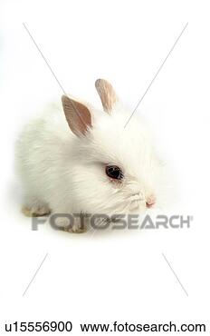 Stock Photography - mammal, animal, 
vertebrate, lionhead, 
rabbit, land animal, 
pet. fotosearch 
- search stock 
photos, pictures, 
images, and photo 
clipart