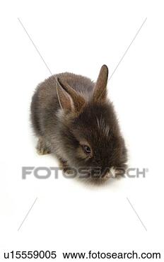 Stock Image - mammal, animal, 
vertebrate, lionhead, 
rabbit, land animal, 
pet. fotosearch 
- search stock 
photos, pictures, 
images, and photo 
clipart