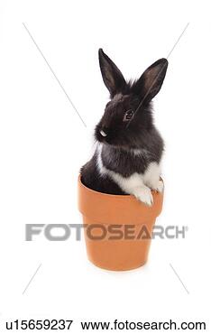 Picture - mammal, animal, 
vertebrate, lionhead, 
rabbit, land animal, 
pet. fotosearch 
- search stock 
photos, pictures, 
images, and photo 
clipart