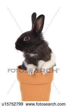 Stock Photograph - mammal, animal, 
vertebrate, lionhead, 
rabbit, pet. fotosearch 
- search stock 
photos, pictures, 
images, and photo 
clipart