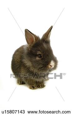 Stock Photo - mammal, animal, 
vertebrate, lionhead, 
rabbit, land animal, 
pet. fotosearch 
- search stock 
photos, pictures, 
images, and photo 
clipart