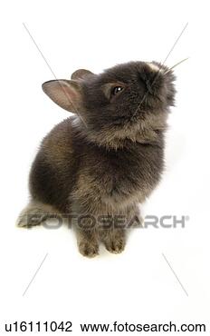 Stock Photo - mammal, animal, 
vertebrate, lionhead, 
rabbit, land animal, 
pet. fotosearch 
- search stock 
photos, pictures, 
images, and photo 
clipart