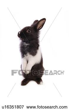 Picture - mammal, animal, 
vertebrate, lionhead, 
rabbit, land animal, 
pet. fotosearch 
- search stock 
photos, pictures, 
images, and photo 
clipart