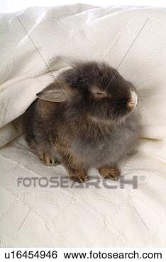 Stock Photo - mammal, animal, 
vertebrate, lionhead, 
rabbit, pet. fotosearch 
- search stock 
photos, pictures, 
images, and photo 
clipart