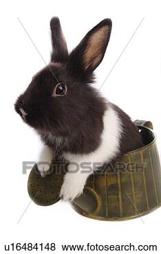Stock Photo - mammal, animal, 
vertebrate, lionhead, 
rabbit, pet. fotosearch 
- search stock 
photos, pictures, 
images, and photo 
clipart