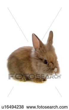 Stock Photo - mammal, animal, 
vertebrate, lionhead, 
rabbit, land animal, 
pet. fotosearch 
- search stock 
photos, pictures, 
images, and photo 
clipart