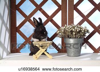 Stock Photo - mammal, animal, 
vertebrate, lionhead, 
rabbit, land animal, 
pet. fotosearch 
- search stock 
photos, pictures, 
images, and photo 
clipart