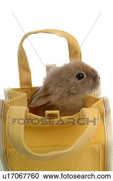 Stock Photography - mammal, animal, 
vertebrate, lionhead, 
rabbit, land animal, 
pet. fotosearch 
- search stock 
photos, pictures, 
images, and photo 
clipart
