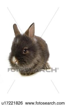 Stock Photo - mammal, animal, 
vertebrate, lionhead, 
rabbit, land animal, 
pet. fotosearch 
- search stock 
photos, pictures, 
images, and photo 
clipart