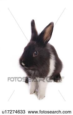 Stock Photo - mammal, animal, 
vertebrate, lionhead, 
rabbit, land animal, 
pet. fotosearch 
- search stock 
photos, pictures, 
images, and photo 
clipart