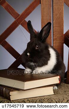 Stock Photograph - mammal, animal, 
vertebrate, lionhead, 
rabbit, land animal, 
pet. fotosearch 
- search stock 
photos, pictures, 
images, and photo 
clipart