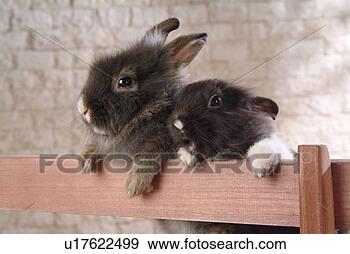 Stock Photograph - mammal, animal, 
vertebrate, lionhead, 
rabbit, pet. fotosearch 
- search stock 
photos, pictures, 
images, and photo 
clipart