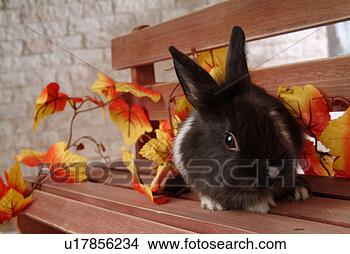 Stock Photo - mammal, animal, 
vertebrate, lionhead, 
rabbit, land animal, 
pet. fotosearch 
- search stock 
photos, pictures, 
images, and photo 
clipart