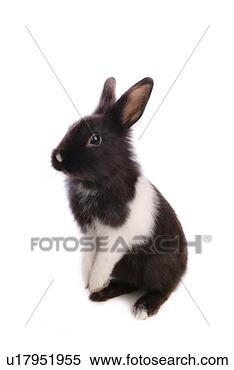 Stock Image - mammal, animal, 
vertebrate, lionhead, 
rabbit, pet. fotosearch 
- search stock 
photos, pictures, 
images, and photo 
clipart