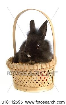 Stock Image - mammal, animal, 
vertebrate, lionhead, 
rabbit, land animal, 
pet. fotosearch 
- search stock 
photos, pictures, 
images, and photo 
clipart