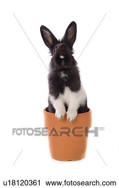 Stock Photography - mammal, animal, 
vertebrate, lionhead, 
rabbit, land animal, 
pet. fotosearch 
- search stock 
photos, pictures, 
images, and photo 
clipart