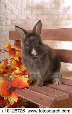 Stock Photo - mammal, animal, 
vertebrate, lionhead, 
rabbit, pet. fotosearch 
- search stock 
photos, pictures, 
images, and photo 
clipart