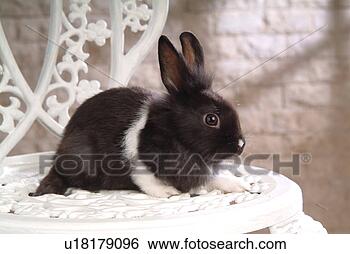 Stock Photo - mammal, animal, 
vertebrate, lionhead, 
rabbit, land animal, 
pet. fotosearch 
- search stock 
photos, pictures, 
images, and photo 
clipart