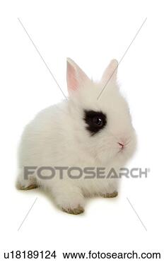 Stock Photo - mammal, animal, 
vertebrate, lionhead, 
rabbit, land animal, 
pet. fotosearch 
- search stock 
photos, pictures, 
images, and photo 
clipart