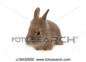 Stock Photography - mammal, animal, 
vertebrate, lionhead, 
rabbit, land animal, 
pet. fotosearch 
- search stock 
photos, pictures, 
images, and photo 
clipart