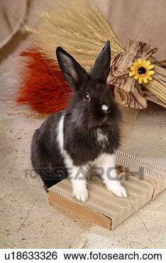 Stock Photo - mammal, animal, 
vertebrate, lionhead, 
rabbit, land animal, 
pet. fotosearch 
- search stock 
photos, pictures, 
images, and photo 
clipart