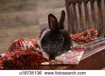 Stock Photo - mammal, animal, 
vertebrate, lionhead, 
rabbit, land animal, 
pet. fotosearch 
- search stock 
photos, pictures, 
images, and photo 
clipart