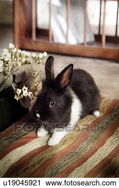 Stock Photography - mammal, animal, 
vertebrate, lionhead, 
rabbit, land animal, 
pet. fotosearch 
- search stock 
photos, pictures, 
images, and photo 
clipart