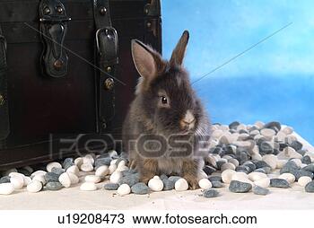 Stock Photo - mammal, animal, 
vertebrate, lionhead, 
rabbit, land animal, 
pet. fotosearch 
- search stock 
photos, pictures, 
images, and photo 
clipart