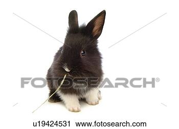 Stock Photography - mammal, animal, 
vertebrate, lionhead, 
rabbit, land animal, 
pet. fotosearch 
- search stock 
photos, pictures, 
images, and photo 
clipart