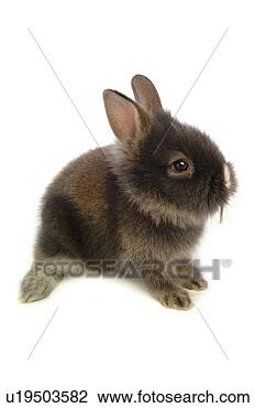 Stock Photo - mammal, animal, 
vertebrate, lionhead, 
rabbit, land animal, 
pet. fotosearch 
- search stock 
photos, pictures, 
images, and photo 
clipart