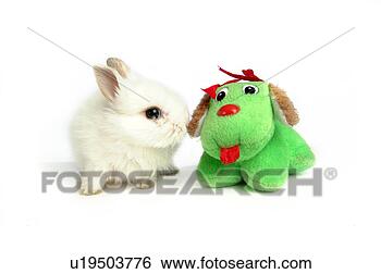 Stock Photo - mammal, animal, 
vertebrate, lionhead, 
rabbit, land animal, 
pet. fotosearch 
- search stock 
photos, pictures, 
images, and photo 
clipart